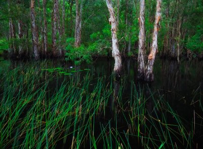 Kawana Forest