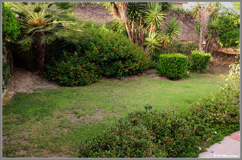 Backyard Hill