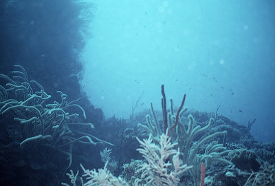 Diving in Jamaica