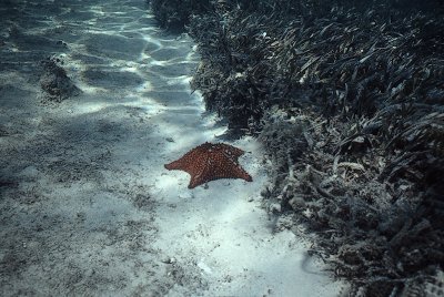 Diving in Jamaica