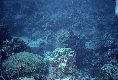 Diving in Jamaica