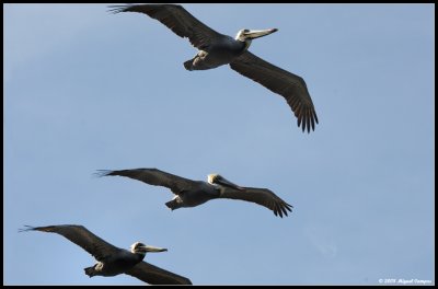 Pelicans over La Jolla