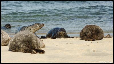 Seals at Children's Beach
