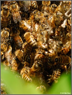 Bee Swarm!