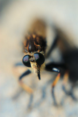 lensbaby bug