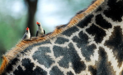 Red billed Oxpeckers