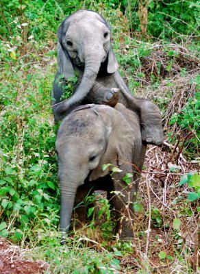 playful young elephants