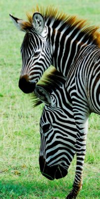 Zebras heads