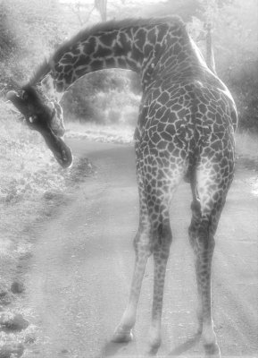 Infrared Giraffe