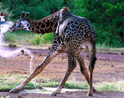 giraffe splashing after drink