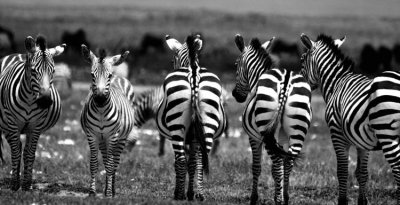 zebras