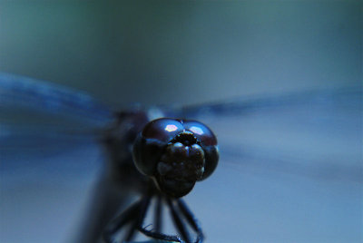 Dragonfly Headshot