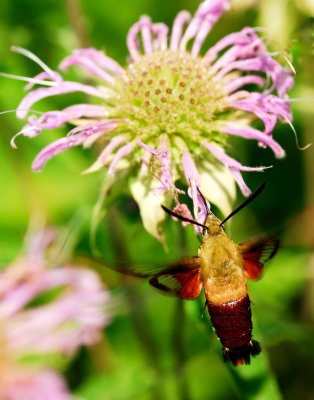 hummingbird moth