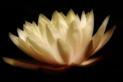 water lily