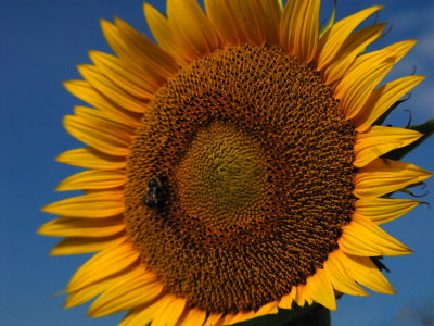 LB_sunflower_bee