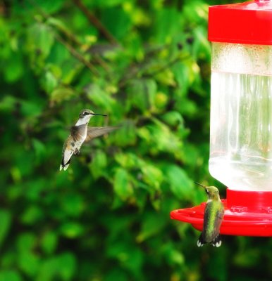 hummingbird_attack