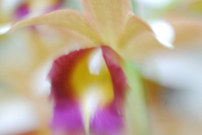 lensbabie orchid