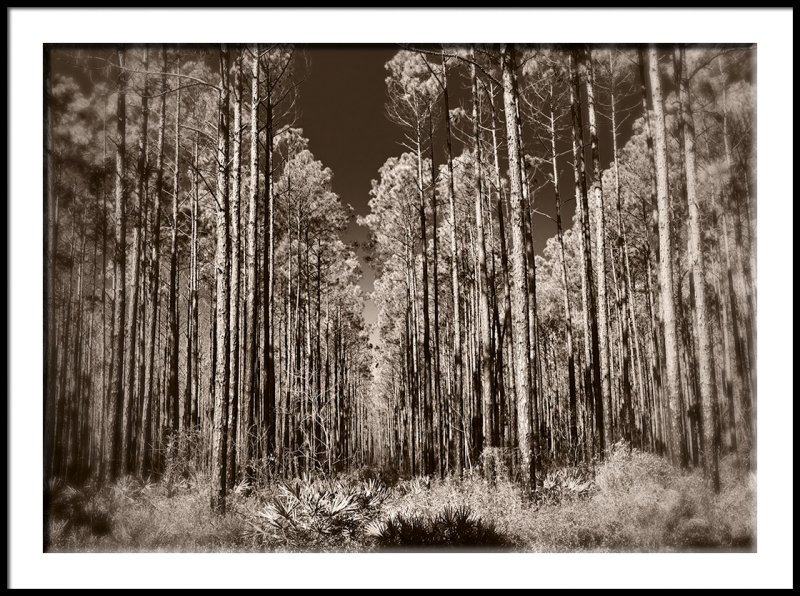 Apalachicola National Forest