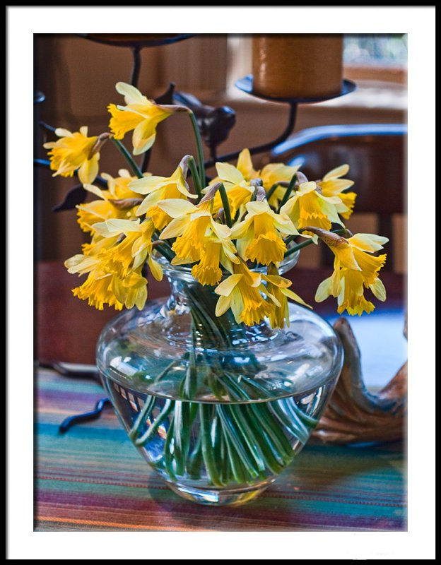 Jonquils