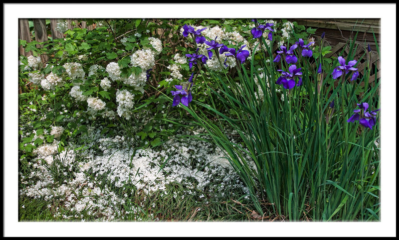 After the Rain/Petal Fall