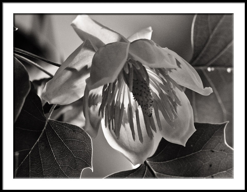 Backlit Tulip Poplar Bloom