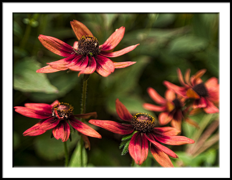 Fall Gloriosa