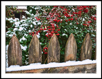 Fenced Pyracantha with Snow