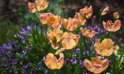 tulips with violas lens blur.jpg