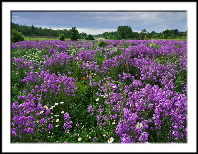 Roadside Flowers