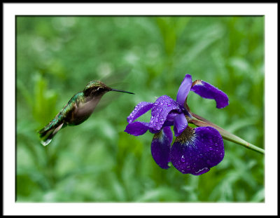 Hummingbird and Iris in the Rain