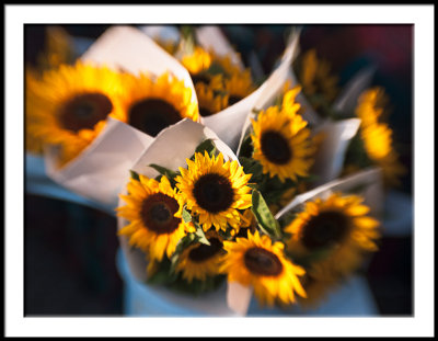 Farmers Market Sunflowers