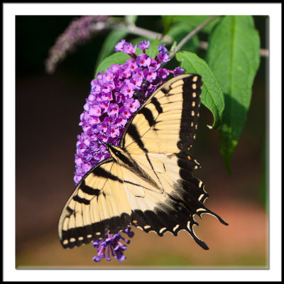 Tiger Swallowtail on Buddleia