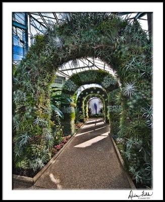 Orchid House Arches