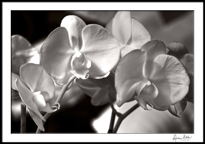 Orchids/macro