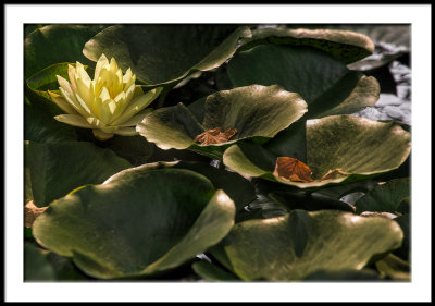 Waterlily with Leaves