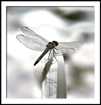 Infrared Dragonfly