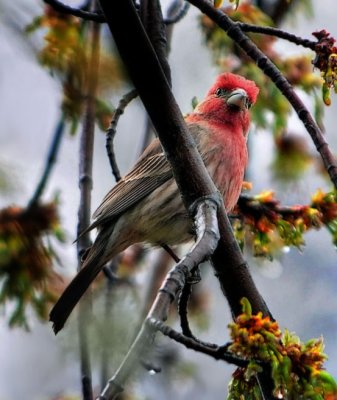 Purple Finch