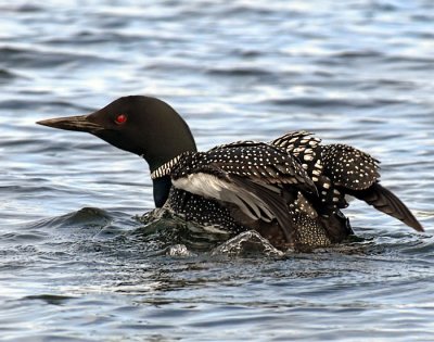 Loon