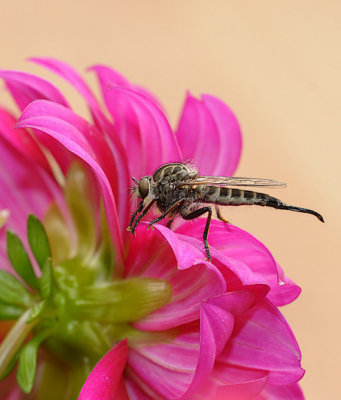 Robber  Fly