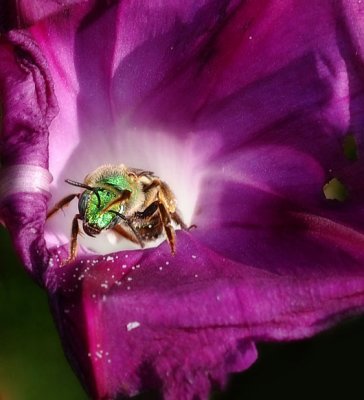 Metallic Green Bee