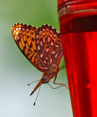 Fritillary