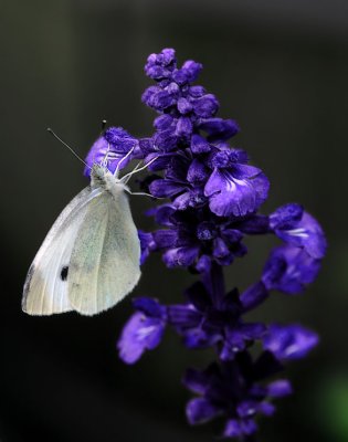 White Sulfur