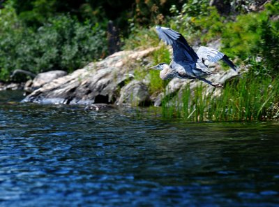 Great Blue Heron