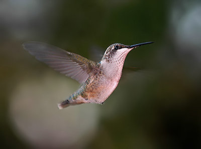 Hummingbird