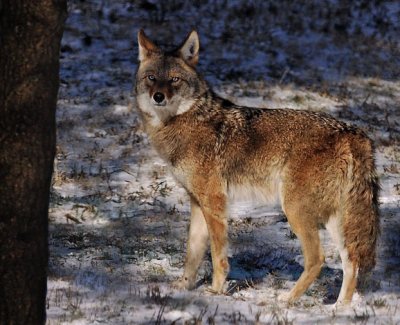 Coyote