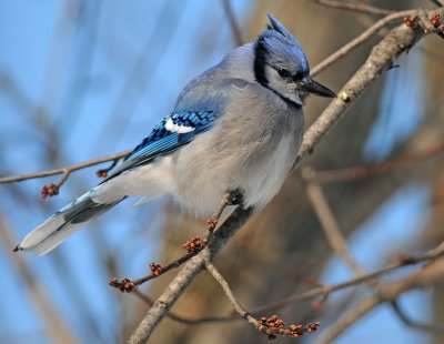 Blue Jay