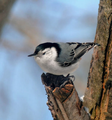 White Breasted Nuthatch