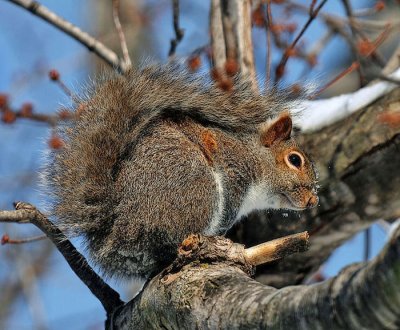 Squirrel