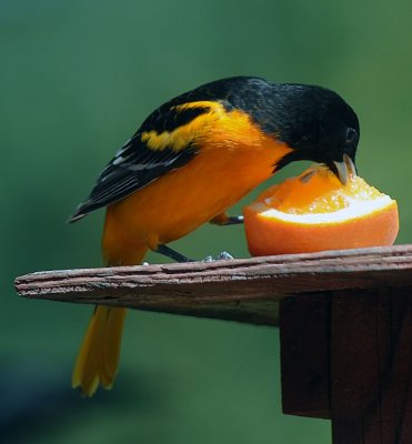 Baltimore Oriole