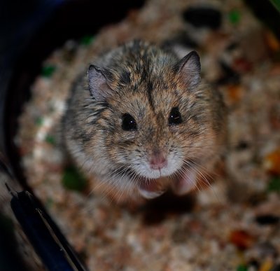 Hammie